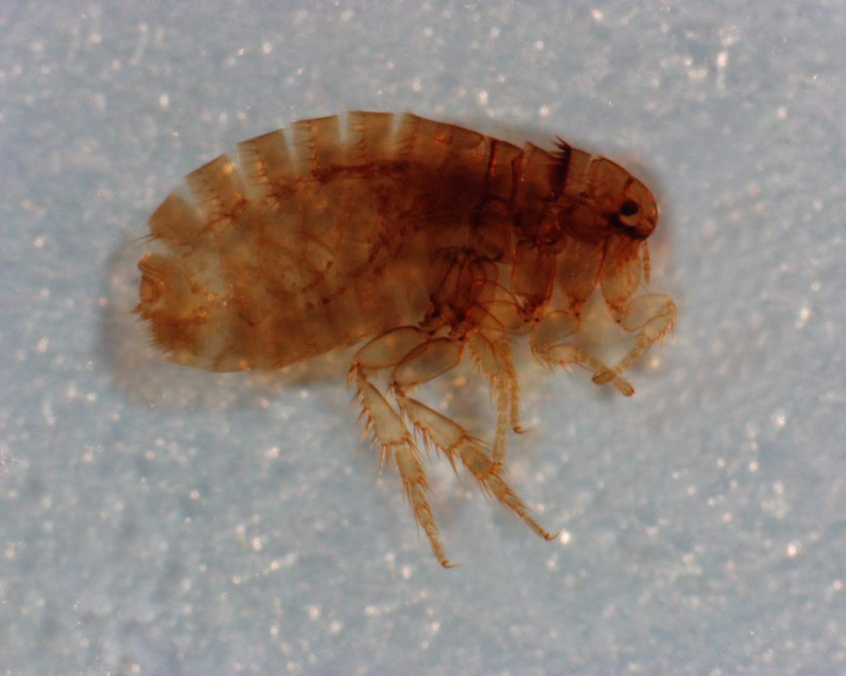 PROVET HEALTHCARE INFORMATION - Fleas